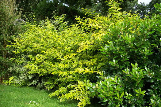 Ligustrum ovalifolium 'Aureum'