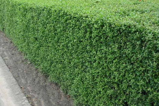 Ligustrum vulgare 'Atrovirens'