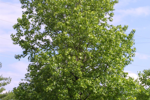 Liquidambar styraciflua