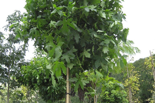 Liquidambar styraciflua 'Gum Ball'