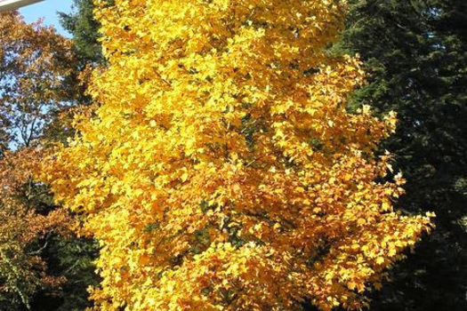 Liriodendron tulipifera