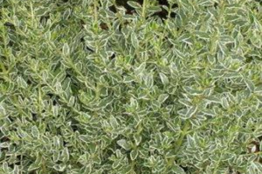 Lonicera nitida 'Silver Beauty'