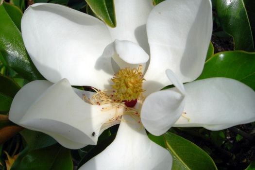 Magnolia grandiflora 'Goliath'