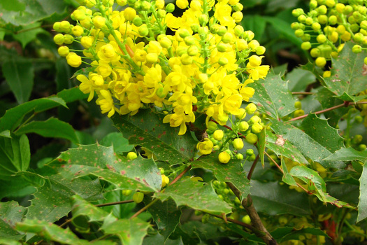 Mahonia aquifolium