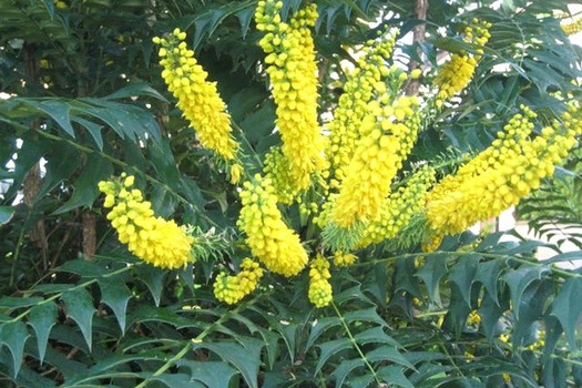 Mahonia media 'Winter Sun'