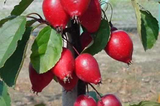 Malus 'D.V.P. Obel'