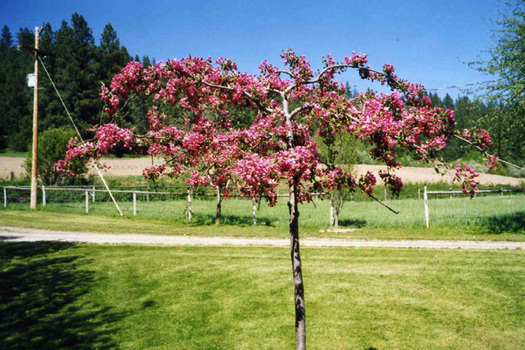 Malus 'Echtermeyer'