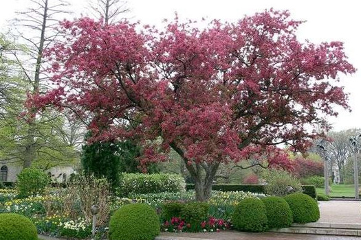 Malus 'Eleyi'