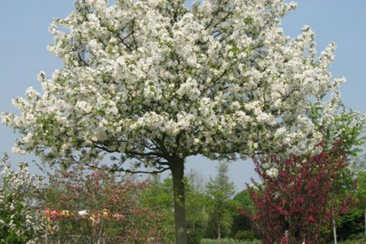 Malus 'Evereste'