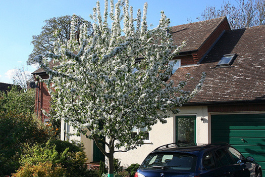 Malus 'John Downie'