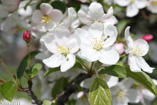 Malus 'Professor Sprenger'