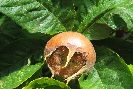 Mespilus germanica