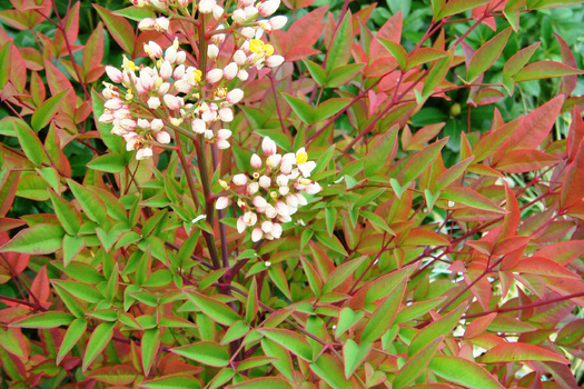 Nandina domestica