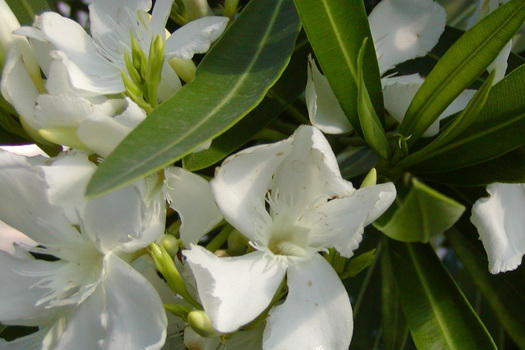 Nerium oleander