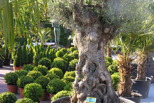 Olea europaea