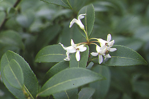 Osmanthus burkwoodii