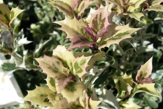 Osmanthus heterophyllus 'Variegatus'