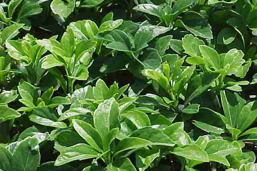 Pachysandra terminalis