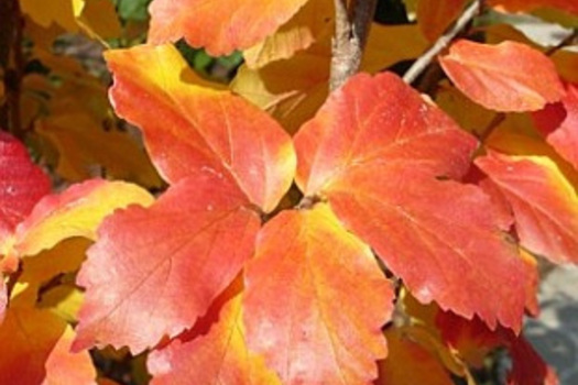 Parrotia persica 'Vanessa'