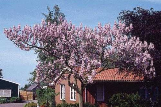 Paulownia tomentosa