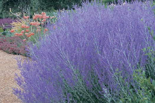 Perovskia atriplicifolia 'Little Spire'