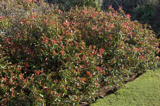 Photinia fraseri 'Red Robin'