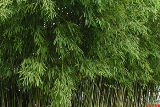 Phyllostachys aurea