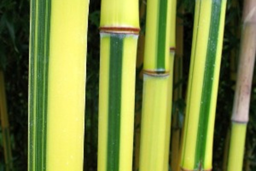 Phyllostachys aureosulcata 'Spectabilis'