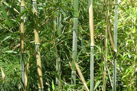 Phyllostachys bissetii