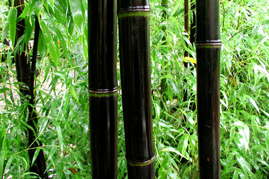 Phyllostachys nigra