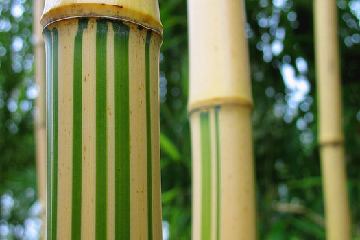 Phyllostachys vivax 'Aureocaulis'