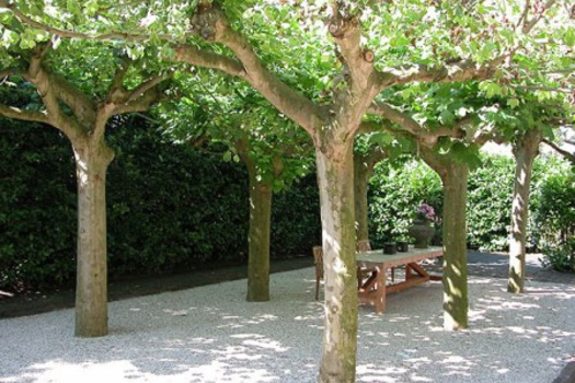 Platanus hispanica 'Dakvorm'