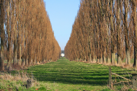 Populus nigra 'Italica'