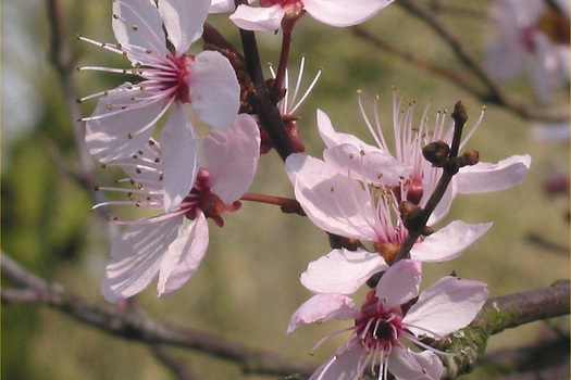 Prunus cerasifera 'Nigra'