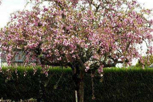 Prunus 'Kiku-shidare-zakura'