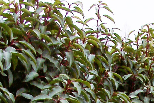 Prunus lusitanica 'Angustifolia'