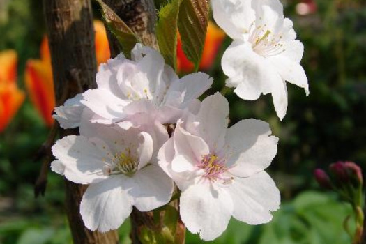 Prunus serrulata 'Amanogawa'