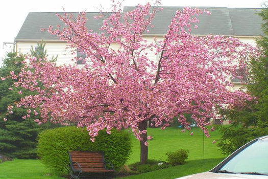 Prunus serrulata 'Kanzan'