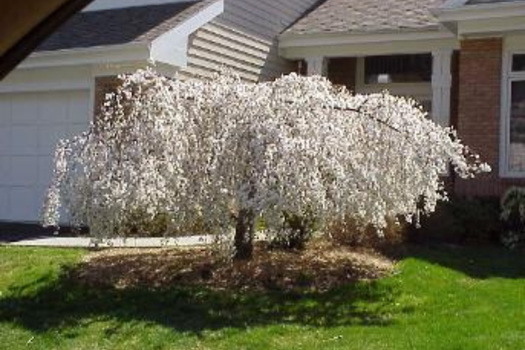 Prunus yedoensis 'Shidare-yoshino'