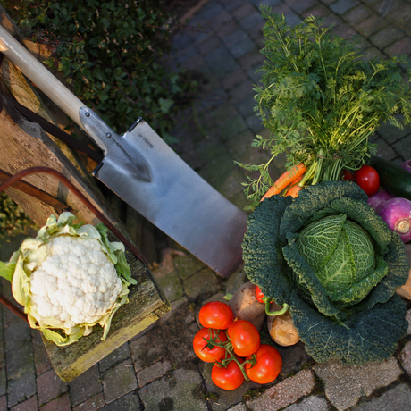 Groenteplanten & Kruiden