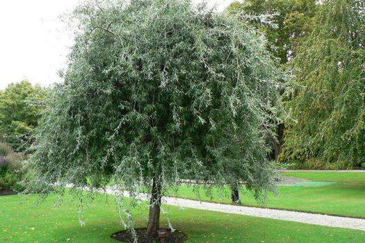 Pyrus salicifolia 'Pendula'