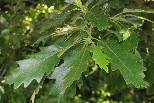 Quercus cerris