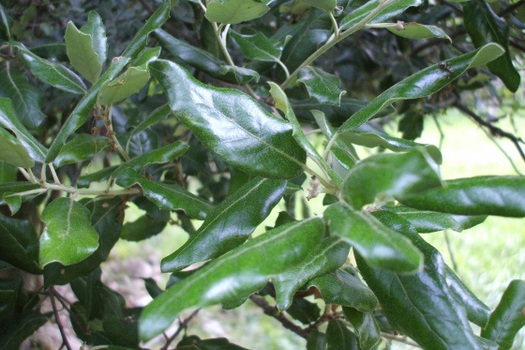 Quercus ilex