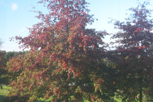 Quercus palustris