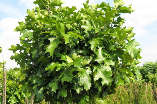 Quercus palustris 'Green Dwarf'