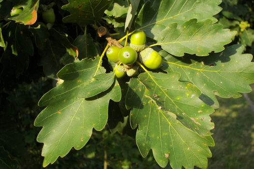 Quercus petraea