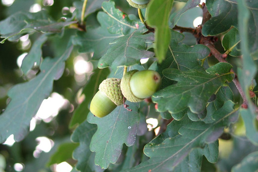 Quercus robur