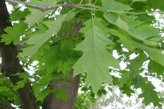 Quercus rubra