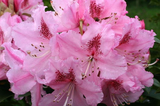 Rhododendron 'Albert Schweitzer'