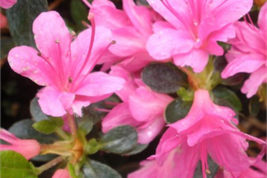 Rhododendron 'Amoena Leonardslee'